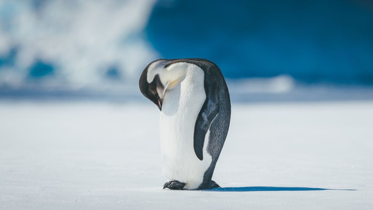 It's Official: Antarctica's Iconic Emperor Penguins Are Endangered