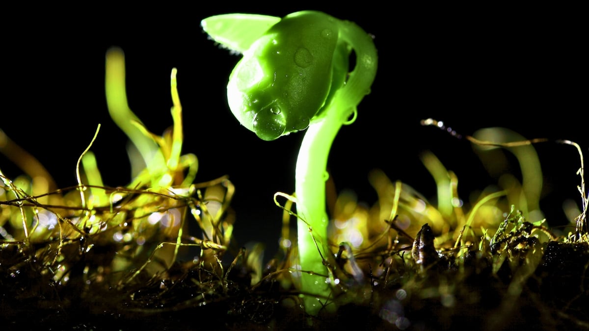 Tiny Microbes Hiding in Soil May Help Pull Rain From The Sky, Study Reveals