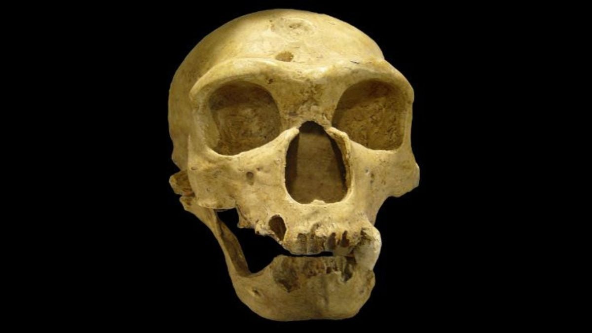 Brain Scans Reveal a Surprise About Neanderthal Intelligence
