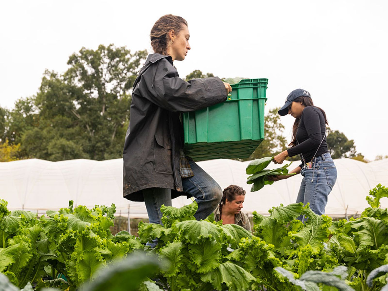 Sustainable agriculture master’s degrees: 3 North American universities changing the way we produce food