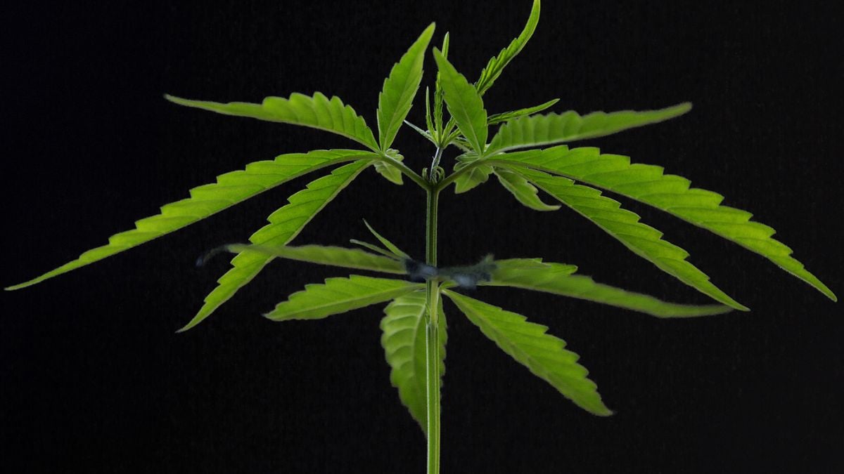 Cannabis Linked to Lower Weight And Reduced Diabetes Risk in Mouse Study