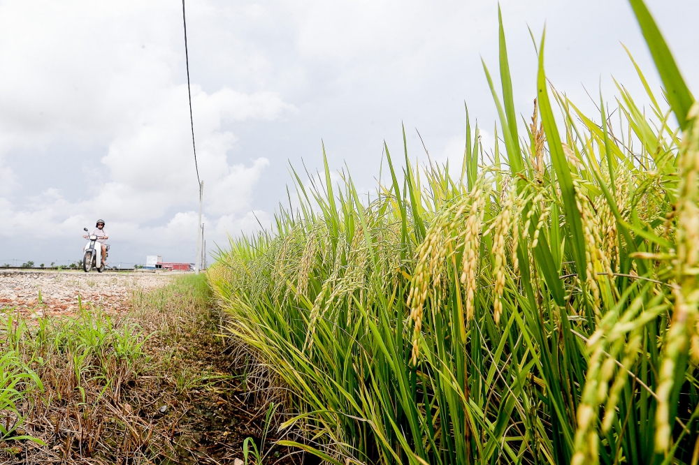 Govt spot checks uncover ageing paddy farmers renting land to foreigners