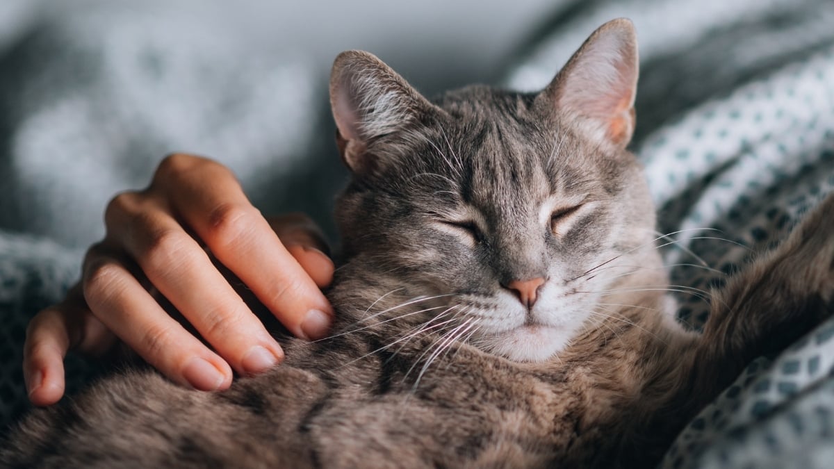 Your Cat May Not Ease Stress The Way You Think, Study Finds