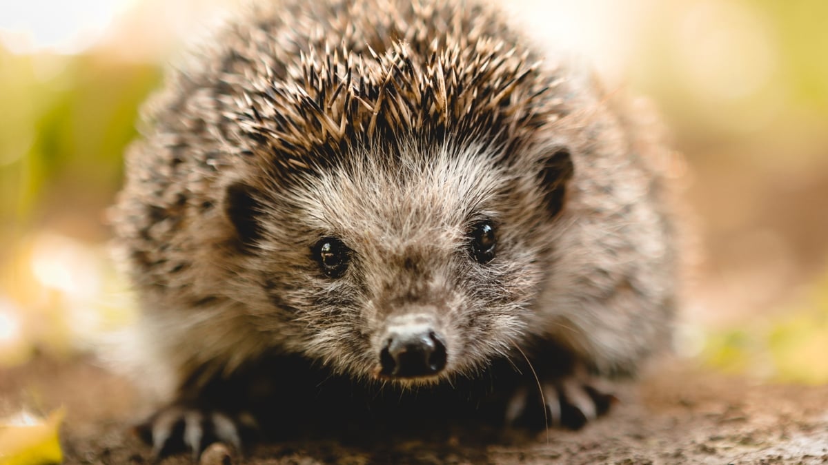 Scientists Found Microplastics in Hedgehogs, And The Explanation Is Disturbing