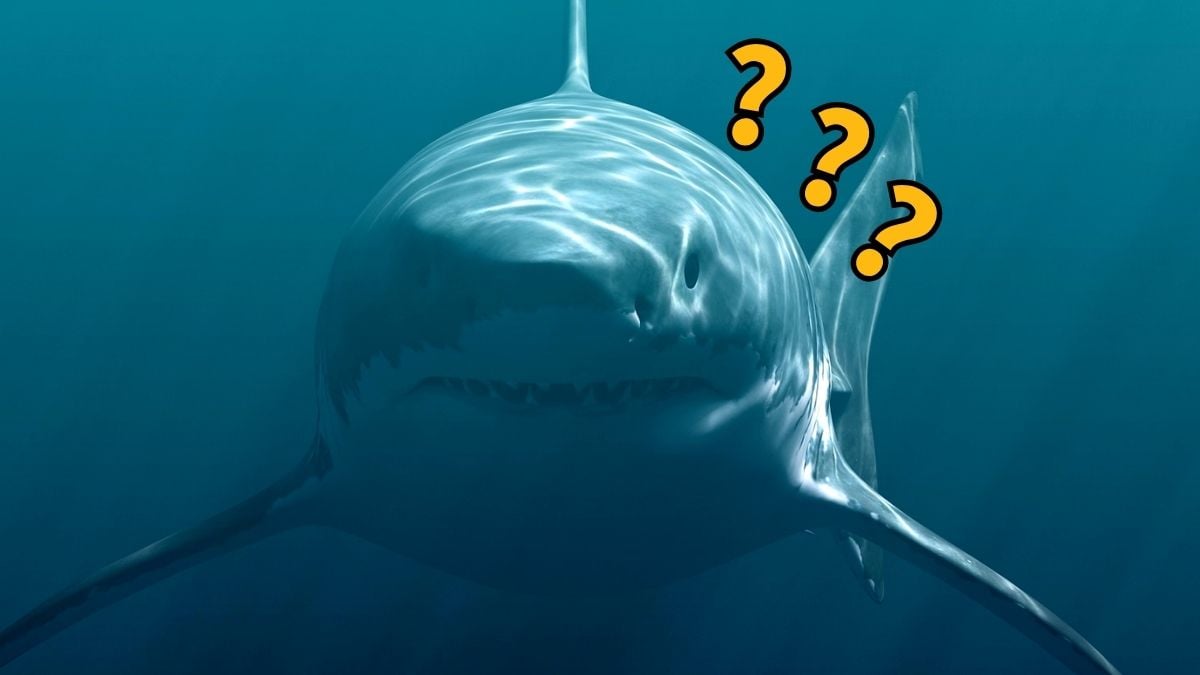 Megalodon Fossil Lost For Decades Confirms The Monster's Terrifying Size