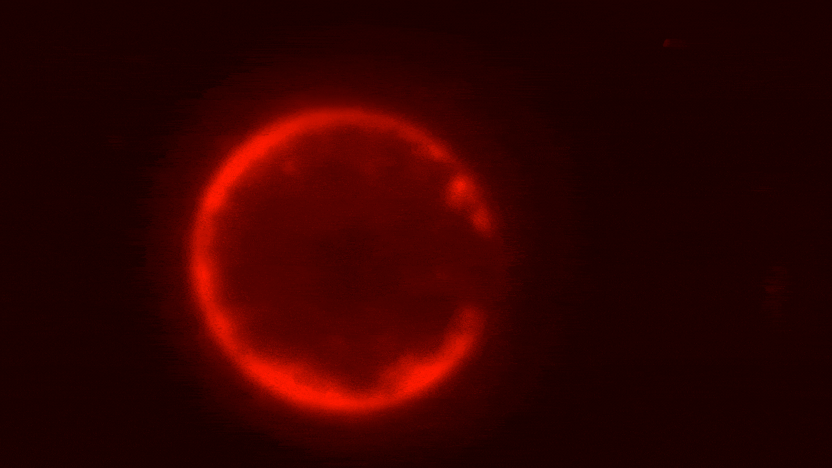 For The First Time, Scientists Say They've Built a Synthetic Cell From Scratch