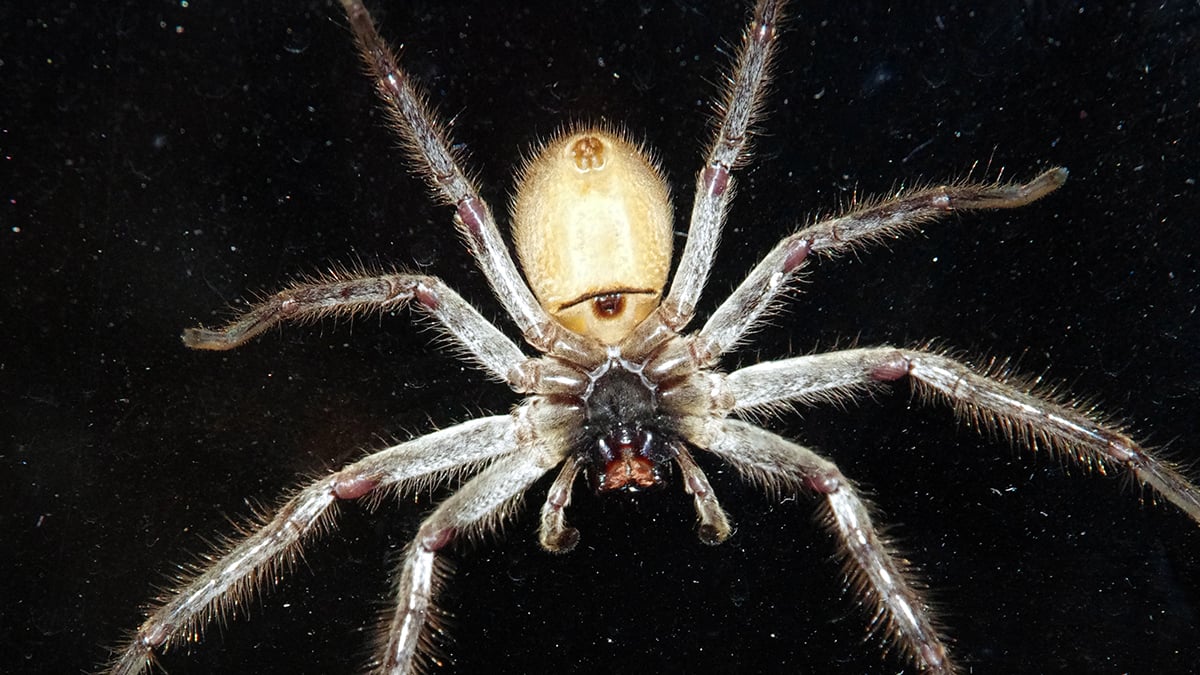 It's Official: This Is The World's Fastest Spider, And It Can Outrun a Human