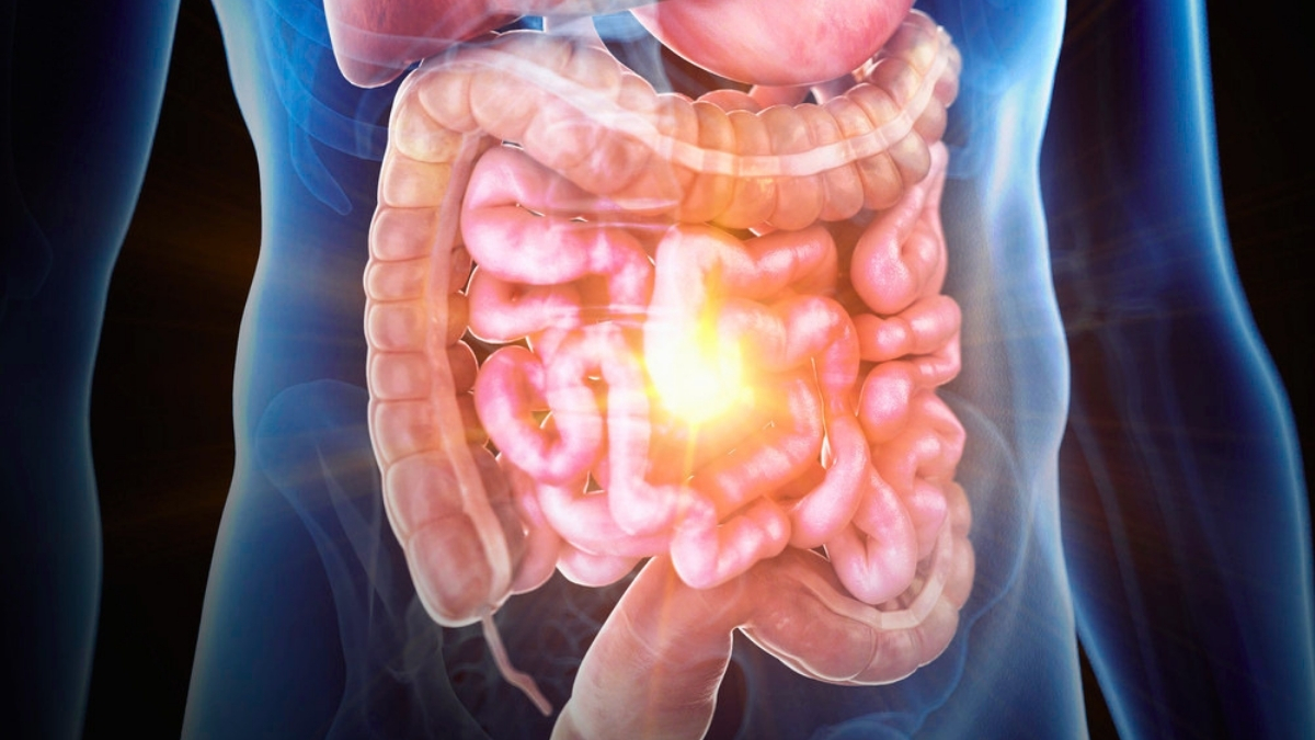 Scientists Create a 'Gut-on-a-Chip' That Reveals Hidden Drivers of Inflammatory Bowel Disease